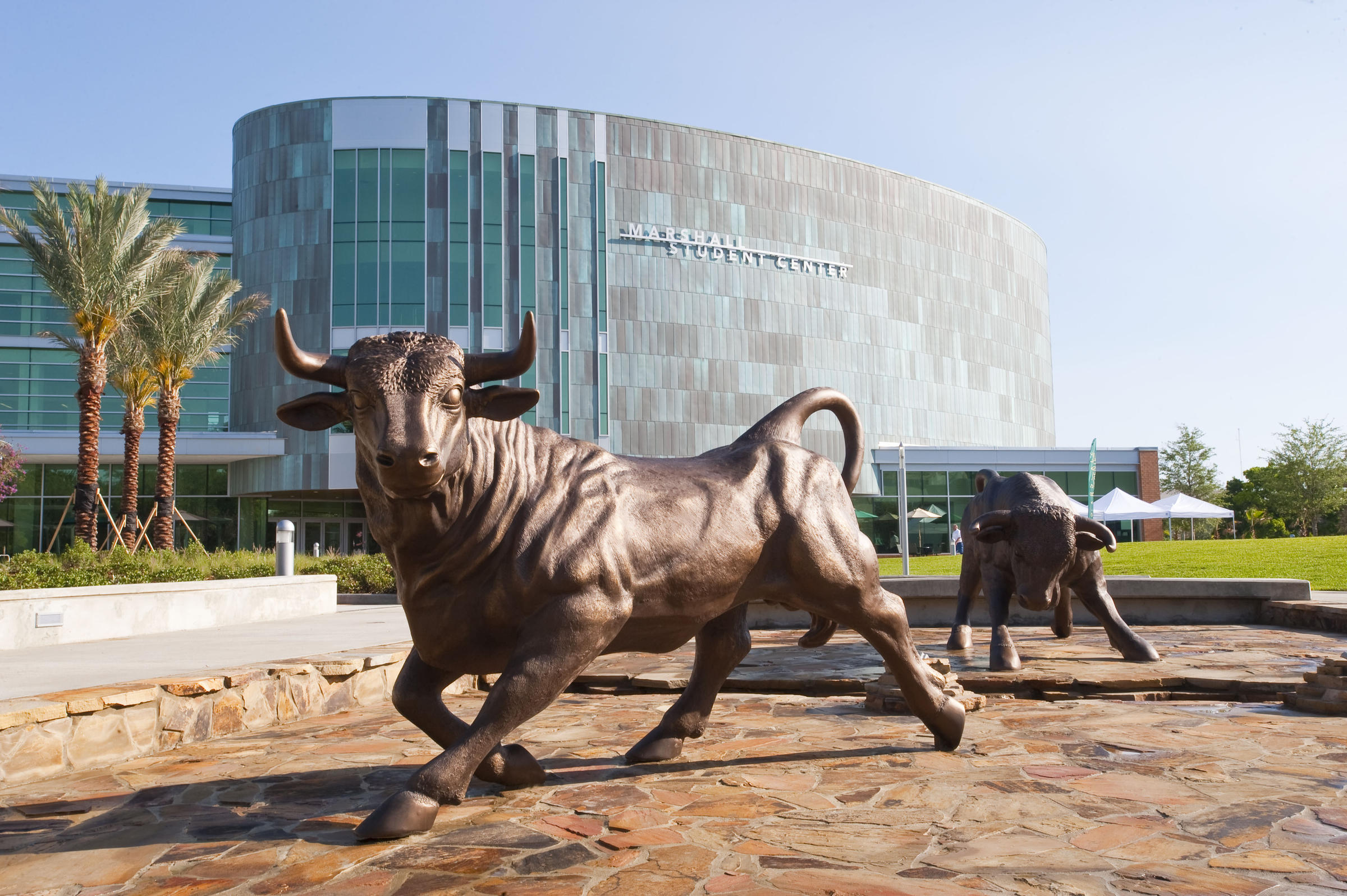 USF Bulls